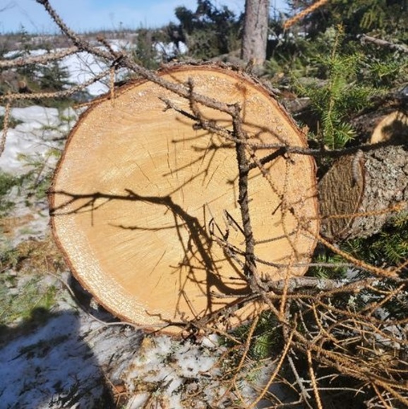 Meet your Posher, Dolly - Picture 1 of 1